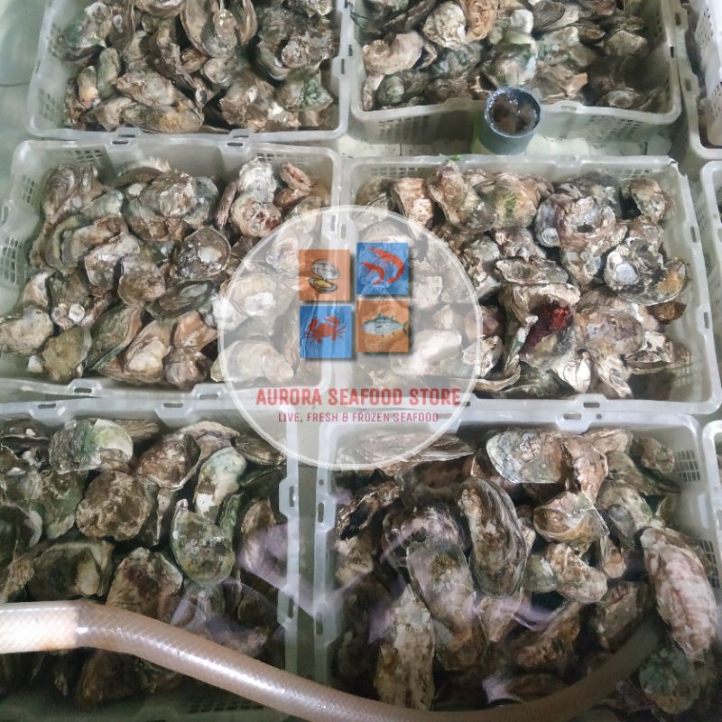 Kerang Tiram / Oyster Hidup