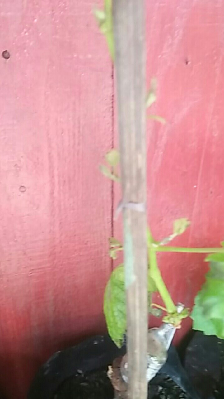 Bibit Anggur Import Ninel (grafting)