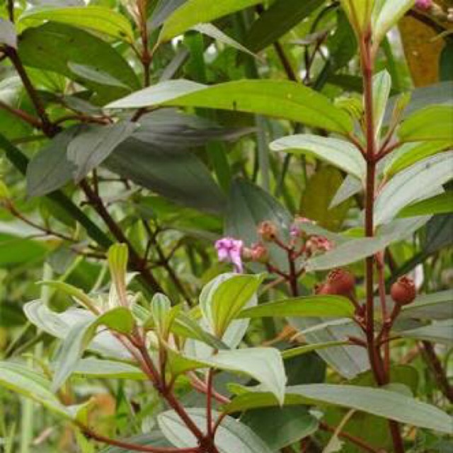 

Daun senggani harendong segar 500 gram