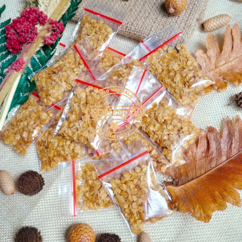 

Biji Terong Pari (5 KANTONG BONUS ) Bibit Benih Terong Pari / Terong Duri / Terong Hutan