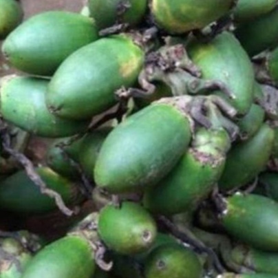 

Pinang Muda/ Nangpi/ Jambi / Jambe/ Fresh Betel Palm/ Areca catechu