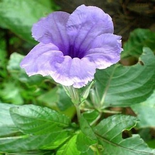 BIBIT TANAMAN HIAS HERBAL BUNGA KENCANA UNGU PLETEKAN BIBIT TANAMAN HIAS HERBAL BUNGA KENCANA UNGU PLETEKAN