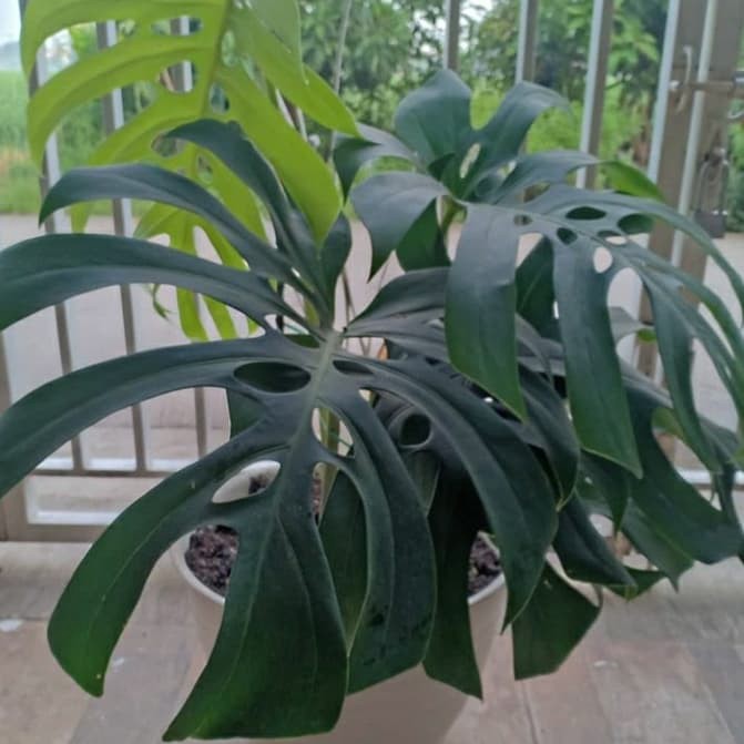 Tanaman Hias Monstera Giant Monstera murah