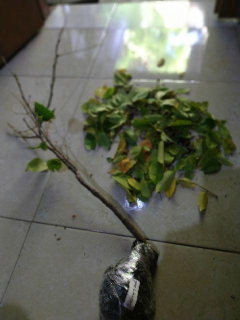 Tanaman Belimbing Madu / Dewi (buy 1 Get 1)