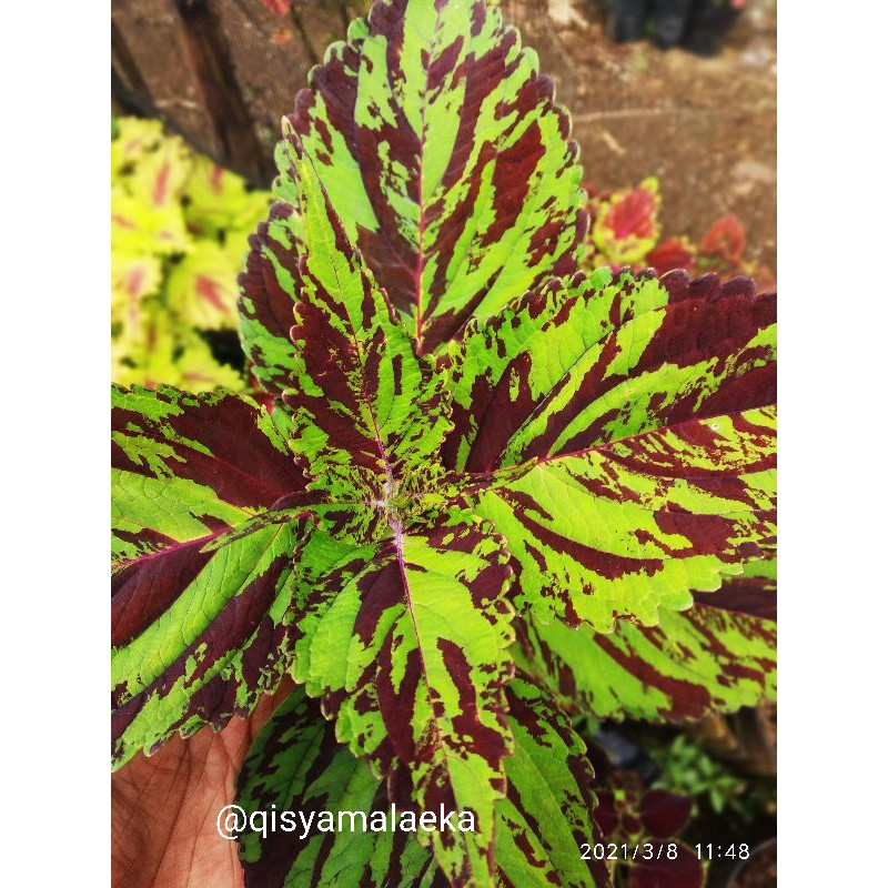 Miana Coleus batik daun lebar