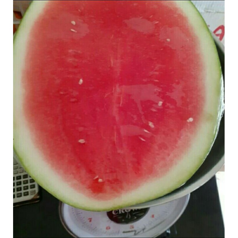 

Semangka Seedless Tanpa Biji 500gram