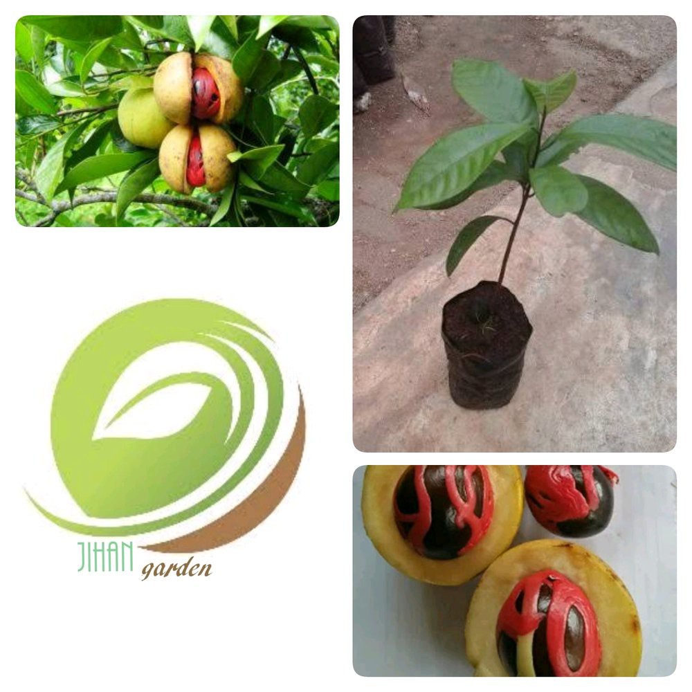 benih biji pala siap semai-10 biji Berkualitas