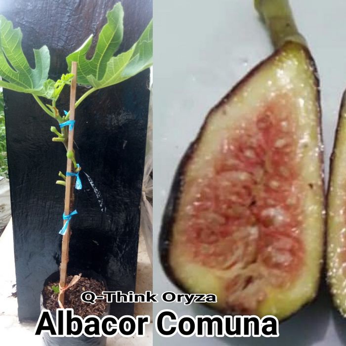 Bibit Tanaman Buah Tin Lsu Gold Unggulan