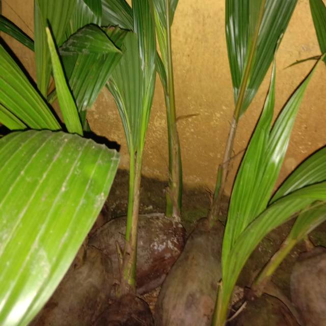Bibit kelapa wulung/kelapa wulung/bahan bonsai kelapa wulung