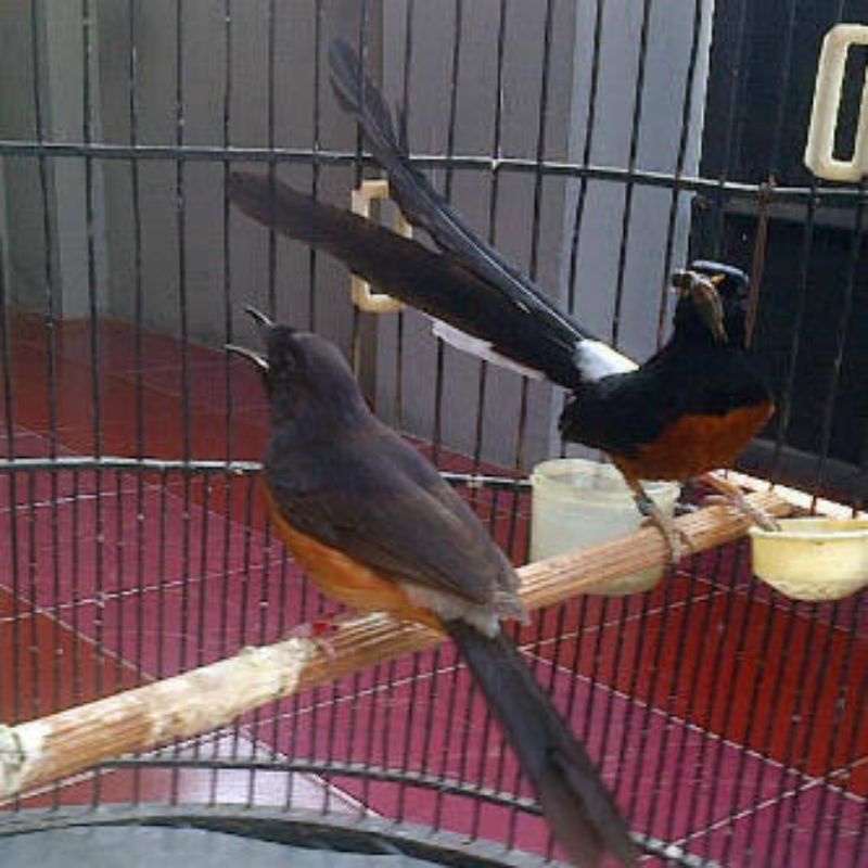 Murai batu medan sepasang