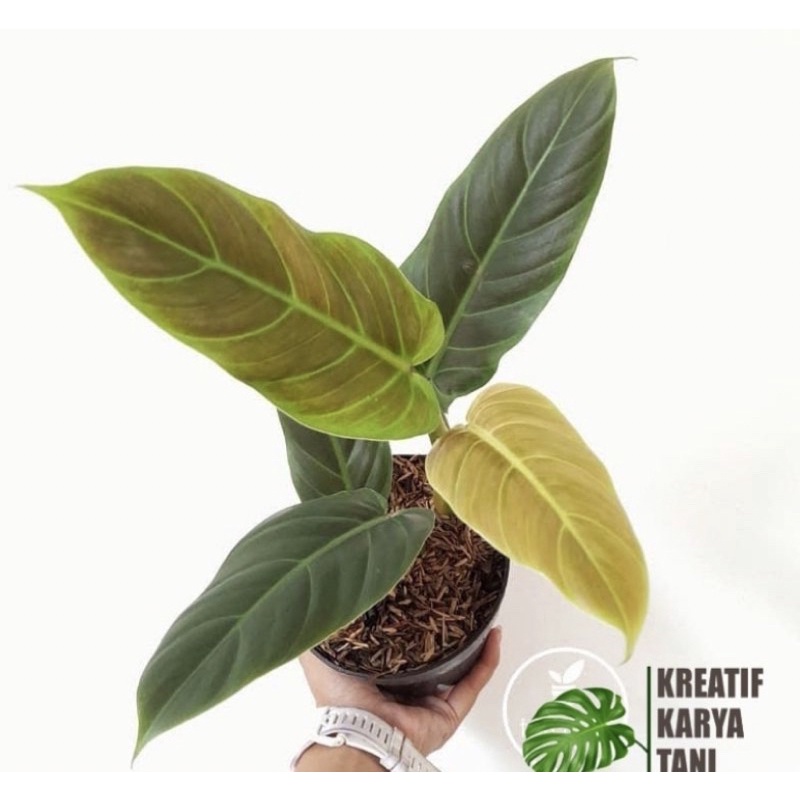 philodendron subhastatum ..