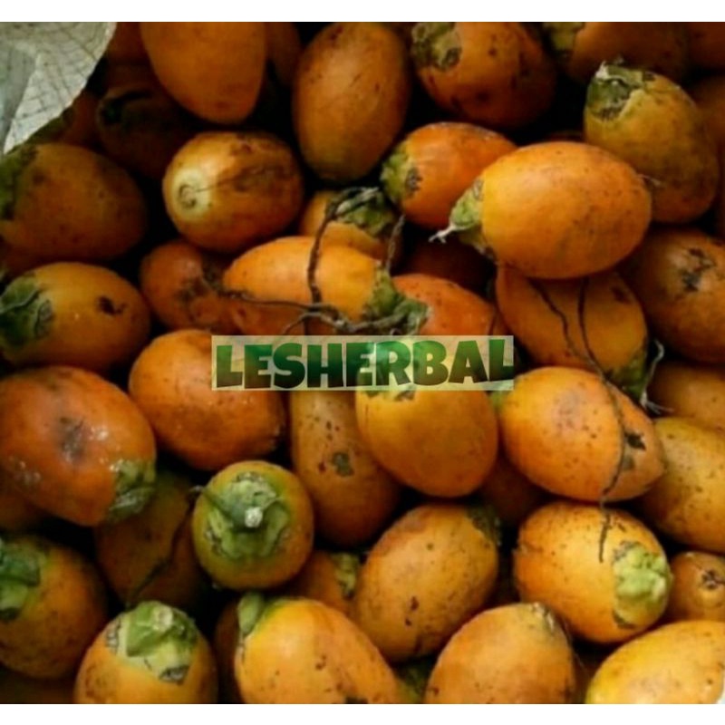 buah pinang tua/pinang tua segar 500gram