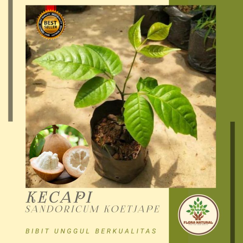 Bibit tanaman buah kecapi pohon buah kecapi