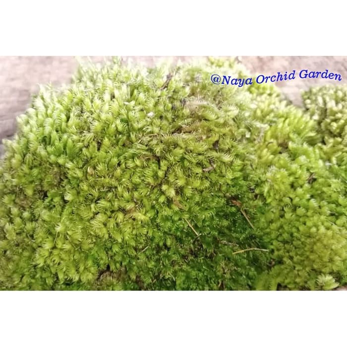 Media Tanam Spagnum Moss Atau Mos Putih 200gr Lokal Murah