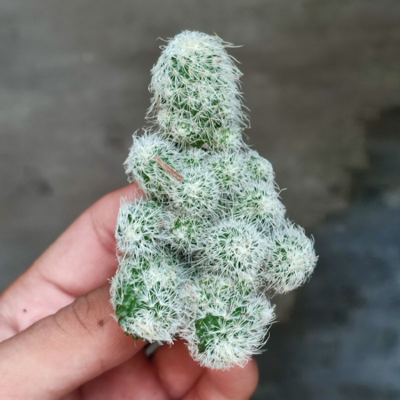 Mamillaria klepon/Mammillaria geminispina