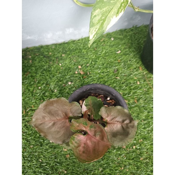 syngonium strawberry ice