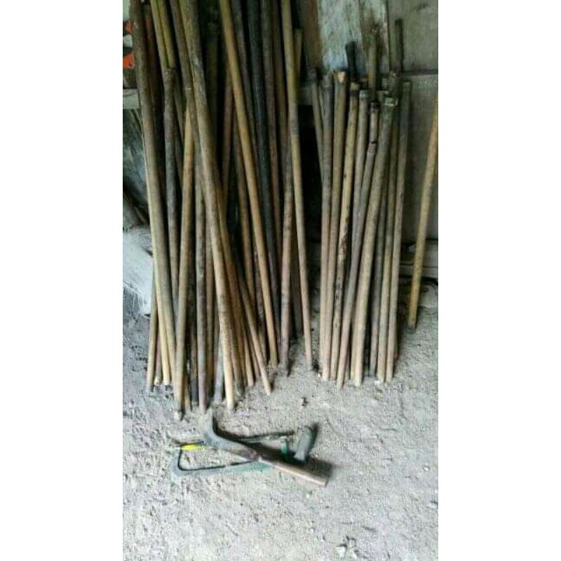 bambu tamiang panjang 150-200 cm