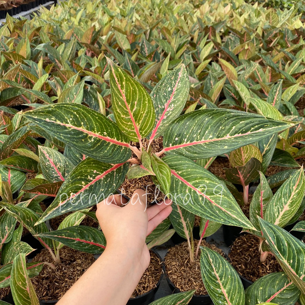 Aglonema Green Legacy / Legasi Hijau / Legacy Green