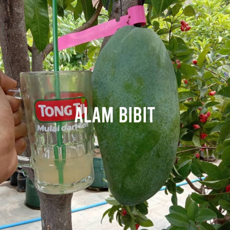 BIBIT  MANGGA KIOJAY OKULASI INDUKAN BERBUAH (COCOK DI TANAM POT)