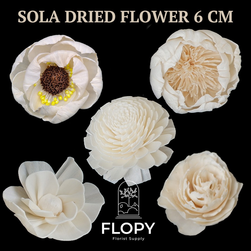 FLOPY Bunga Sola Wood 6 CM Dried Flower Import / Bunga Klobot