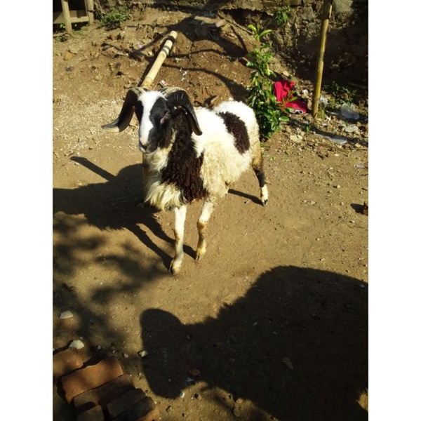 Hewan Qurban Domba Garut