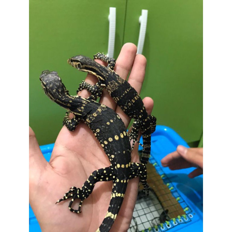 Varanus Salvator Baby