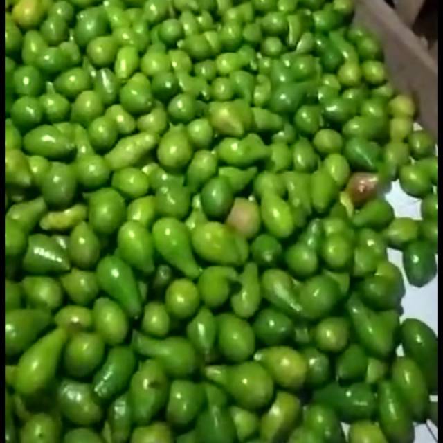 

Alpukat mentega