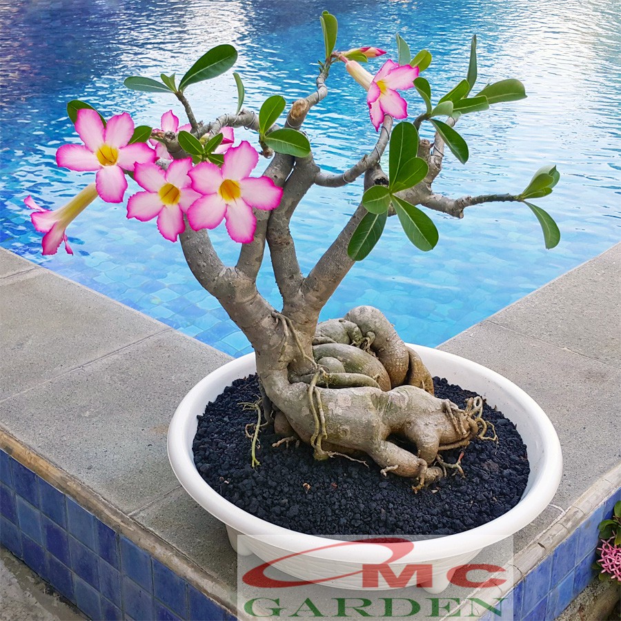 Tanaman Hias Bonsai Mame Adenium Arabicum Obesum Kamboja Jepang B-KJ-004