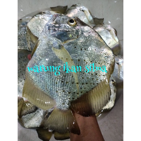 

ikan tapi tapi ..harian fresh