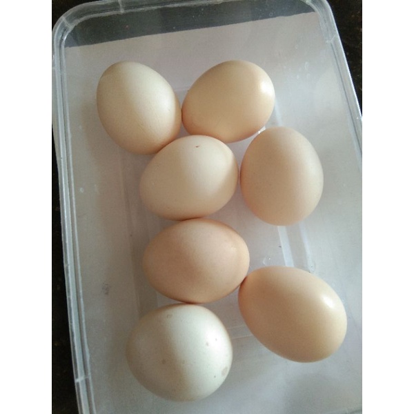 

telur ayam kampung