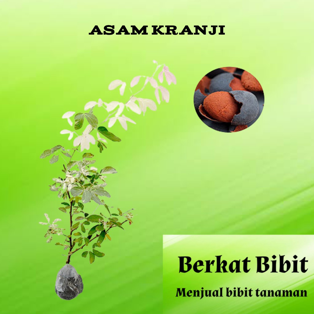 Tanaman Asam Kranji