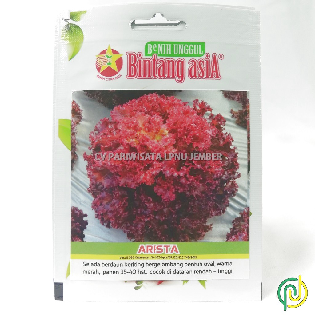 BENIH BIJI BIBIT LETTUCE SELADA MERAH ARISTA ISI 1000+ BUTIR ORIGINAL PACKING BINTANG ASIA