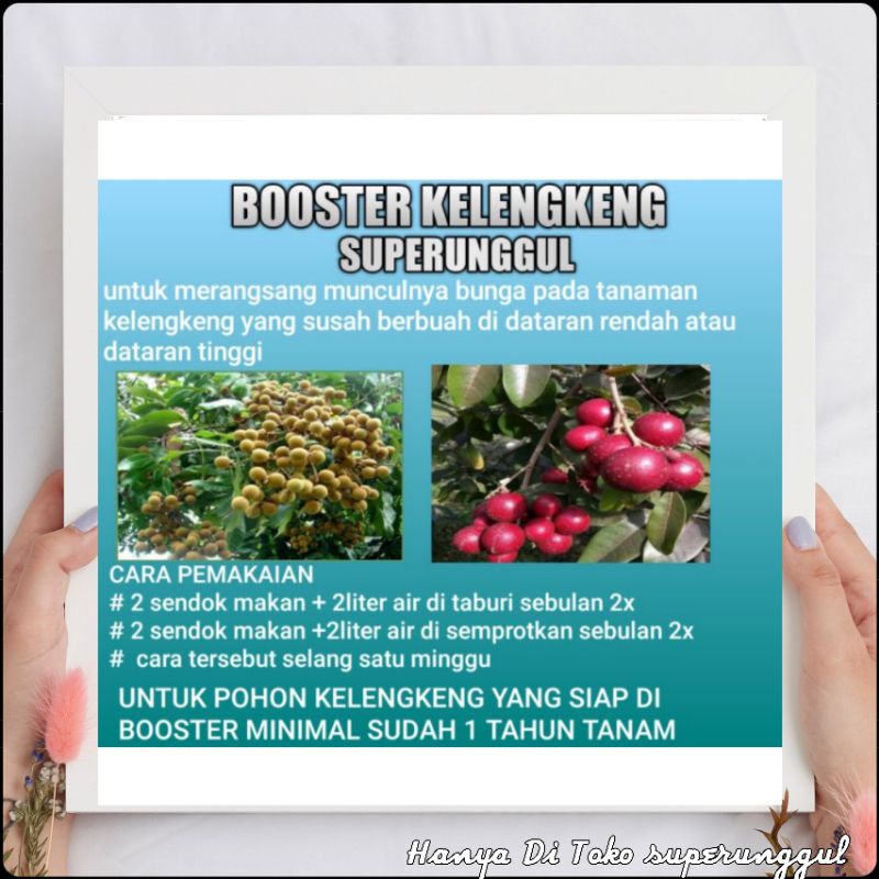 Boster Pupuk Kelengkeng Bisa Mempercepat Berbuah Dan Bisa Membuahkan lebat