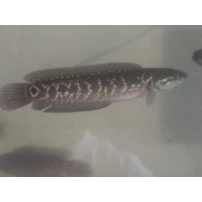 

ASIATIKA WS 14CM +- JOS