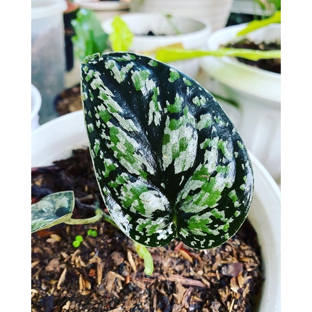 scindapsu sp borneo 3 warna