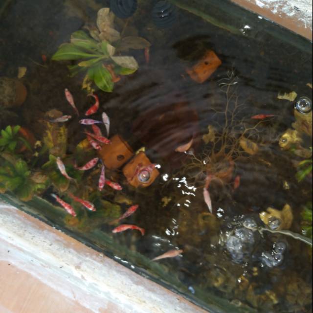 Cupang nemo koi galaksi