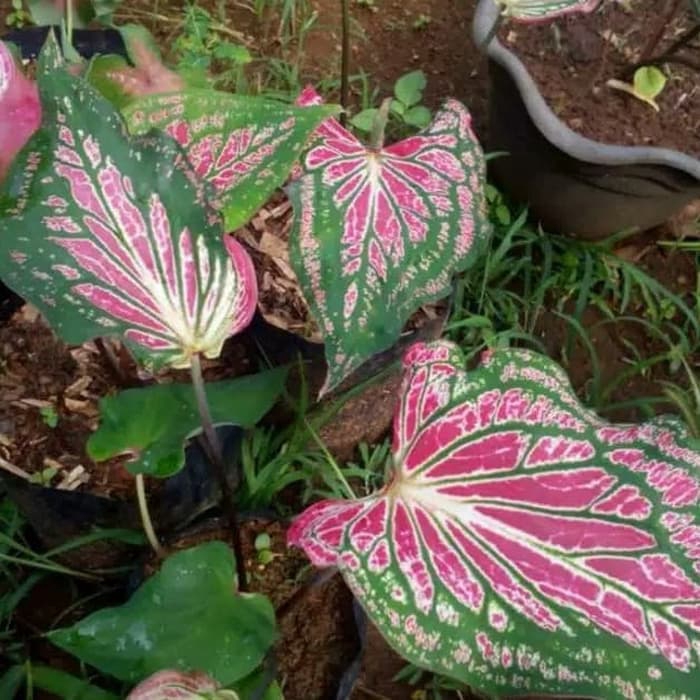 New Promo Tanaman Hias Daun Keladi Wayang Pola Batik Unik Bibit Daun Langka Shopee Indonesia