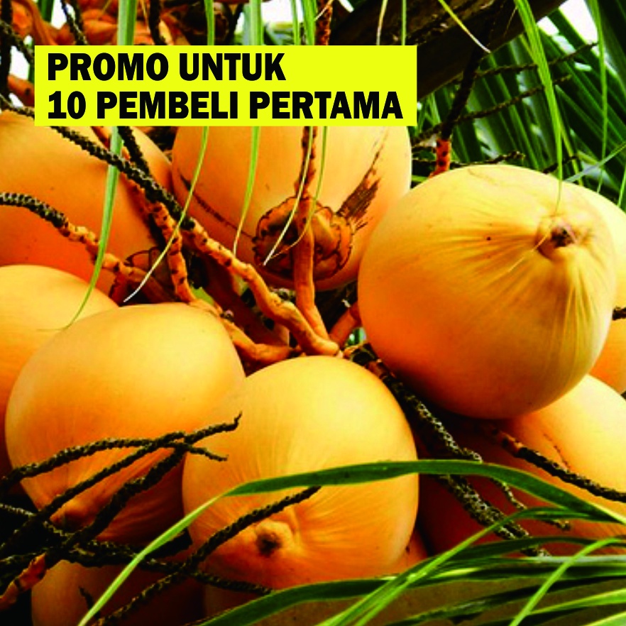 

BUAH KELAPA GADING LANGSUNG PETIK