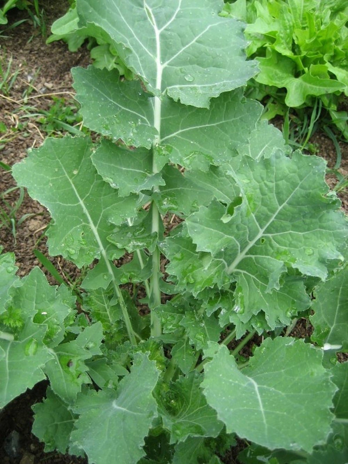 Haira Seed Bibit-Biji Kale Dwarf Siberian