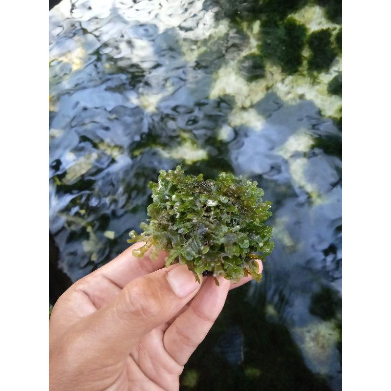 MOS fellia media wabikusa