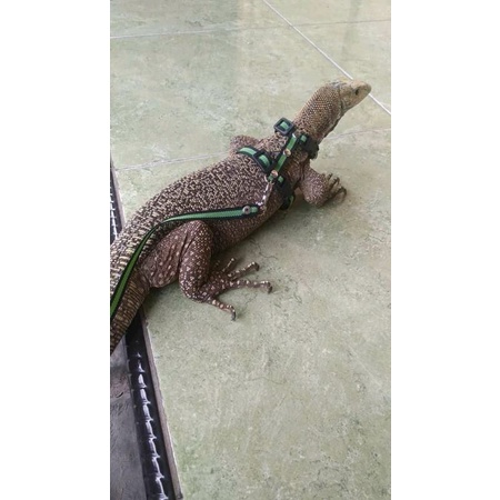 hernes biawak besar (tali tuntun)