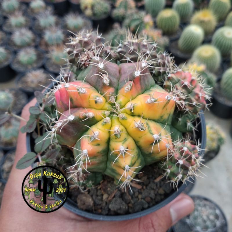 KAKTUS SKULEN - miha Thailand