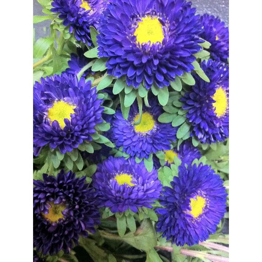 Bibit Benih Biji Bunga Blue Aster Biru - Bibit Bunga Blue Aster Biru - Tanaman Blue Aster Biru - COD