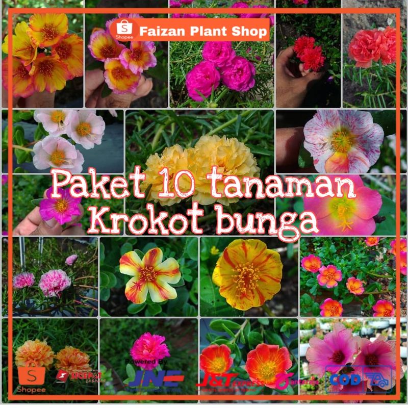 tanaman hias krokot bunga | paket 10 tanaman krokot bunga