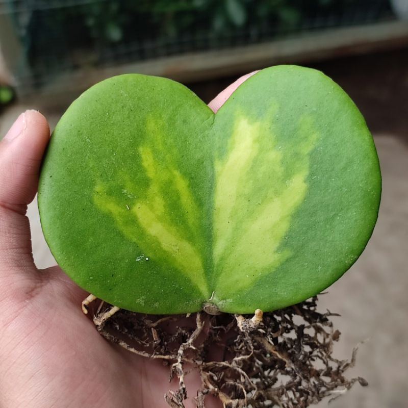 Sukulen Hoya Kerii Variegata/Varigata tengah/Ijoan