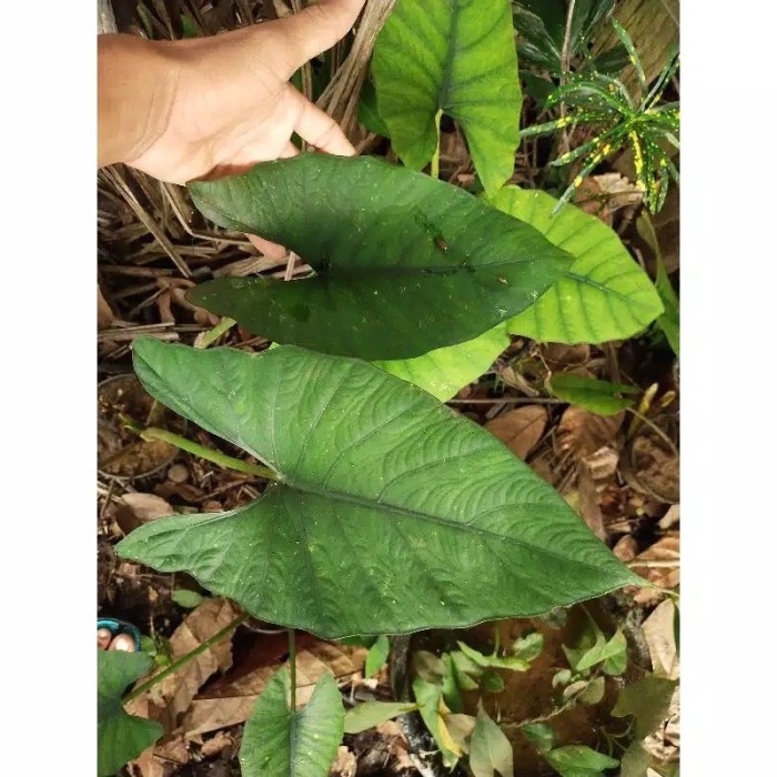 bonggol alocasia bisma/plan