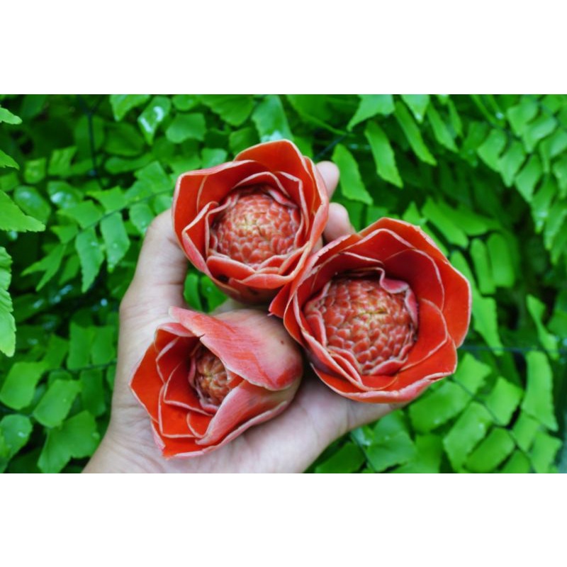 

kecombrang/kincung/honje segar