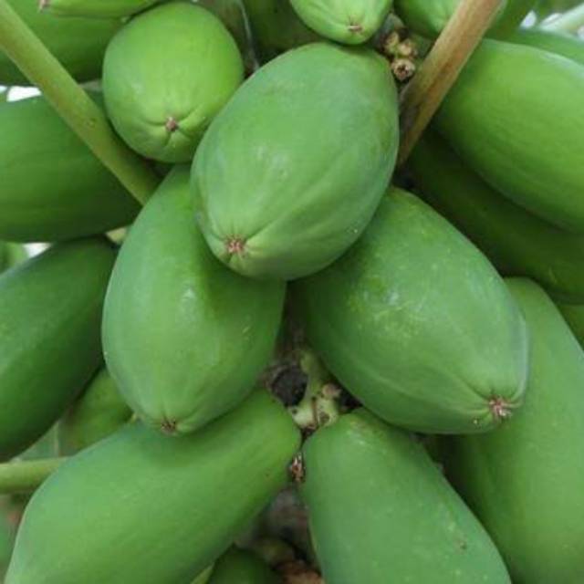 

Pepaya muda 1 buah fresh