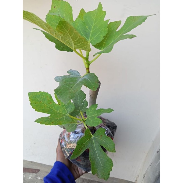 pohon buah tin bibit