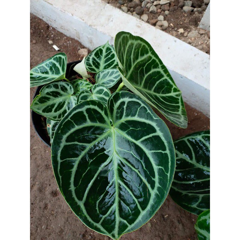 anakan baby anthurium kuping gajah mangkok domino/anthurium not dorayaki